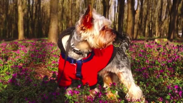 Lindo Perro Doméstico Yorkshire Terrier Jardín Primavera Parque Entre Flores — Vídeo de stock