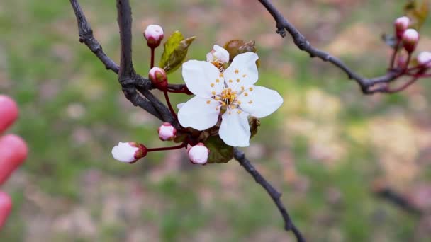 Bloeiende Fruitboom Tak Met Kleine Witte Bloemen Een Lentetuin Heerlijk — Stockvideo