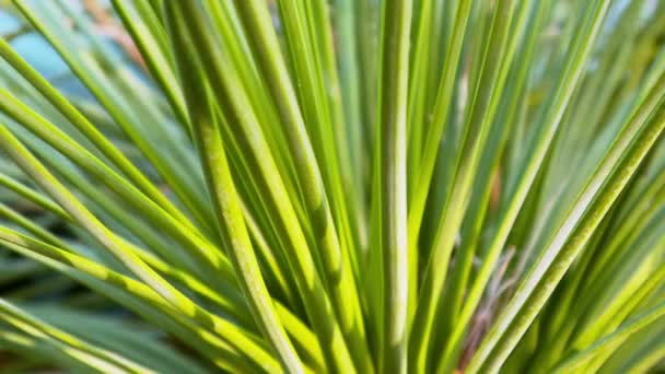 Planta Macro Verde Fresca Perto Luz Sol Vídeo Gramíneas Longas — Vídeo de Stock