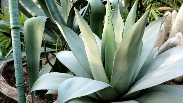 Green Leaves Blue Agave American Agave Pita Plant Native Mexico — Stock Video