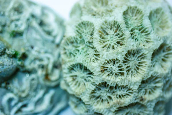 蓝水下死亡的白色珊瑚礁背景和纹理 水下生活 航海几何石材背景 自然干燥的化石 骷髅表面 环境问题 珊瑚灭绝 — 图库照片