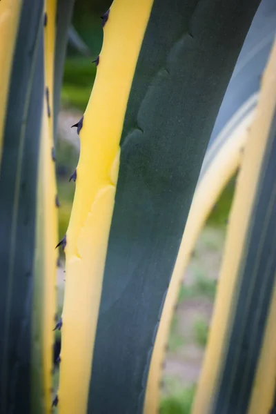 Longas Folhas Lisas Verde Listrado Amarelo Agave Americana Uma Planta — Fotografia de Stock