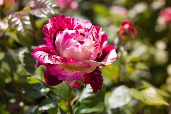 Bicolor Shrub Roses Growing Botanical Garden Rosarium Flowerbed Lots Pink — Stock Photo, Image