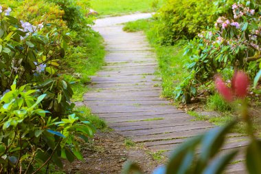 Çiçek açan bahçe. Tahtalardan oluşan dolambaçlı bir patika, bir bahar günü botanik bahçesindeki bir mesafeye gider. Çiçekli, pembe çiçekli, yeşil çimenli, yapraklı çalılar. Peyzaj tasarımı, bahçıvanlık.