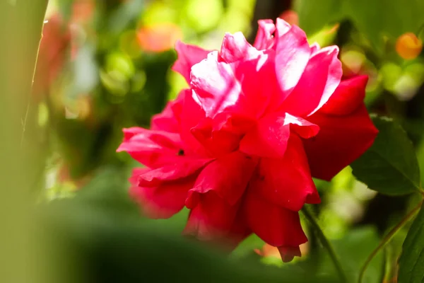 单瓣粉红色红玫瑰花蕾 绿色自然背景 夏天的植物园盛开着玫瑰 春天阳光明媚 花明信片 香水中的芬芳花 — 图库照片