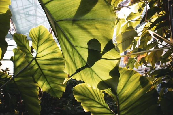 Plantas Tropicais Estufa Jardim Botânico Selva Muita Vegetação Lianas Folhas — Fotografia de Stock