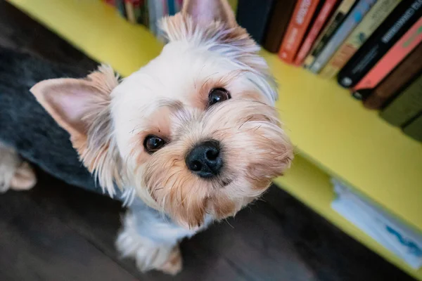 Vicces Barna Szőrös Yorkshire Terrier Kutya Néz Fel Barna Szemekkel — Stock Fotó