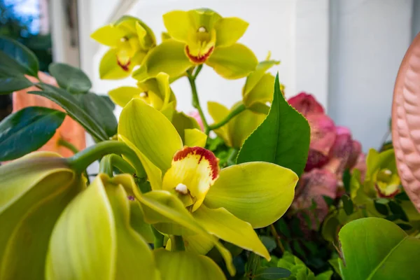 Buketteki güzel yeşil orkideler. Güzel egzotik çiçekler arka plan, duvar kâğıdı. Tebrik kartı için çiçek aranjmanı. Çiçekçi, çiçekçi. Doğum günü tebrikleri, yıldönümleri, anneler günü..