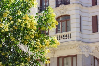 Madrid, İspanya. 1 Haziran 2022. Eski bir apartmanın ön cephesi, Avrupa caddesinde güzel balkonları olan bir ev yaz mevsiminde yeşil çiçek açan bir ağaç. Klasik mimari dış görünüş. 