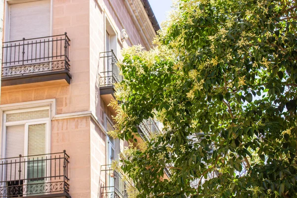 西班牙马德里 2022年6月1日 一幢旧公寓楼的立面 夏天的日子里 欧洲大街上有漂亮的阳台的住宅 绿油油的花树 — 图库照片