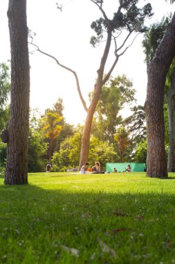 İnsanlar piknikte doğada dinleniyorlar. Şehir parkındaki yeşil çimlerin üzerinde oturuyorlar. Güneşli bir yaz gününde uzun ağaçların arasında kozalaklı bir orman. Yaz tatili açık hava. Yeşil alanda serinlemek.