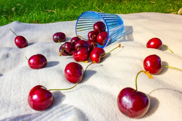 赤い熟した甘いおいしいチェリーやチェリーがライトプレイに散在し 果実は毛布の上に青いガラスからこぼれた 緑の芝生の上で自然の中でピクニック 夏の果樹園 庭を収穫する — ストック写真