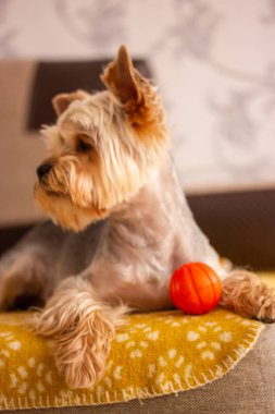 Küçük bir Yorkshire Terrier köpeği sıcak bir evde kanepede uzanıyor. Bir köpek kırmızı topla oynuyor. Köpek evcil hayvanı doğrudan kameraya bakar. Seçici odaklanma, metin için boşluk. Şirin komik köpek..
