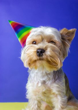 Komik köpek cins Yorkshire Terrier portresi kafasında şenlik şapkasıyla kapanıyor doğum günü, yıldönümü kutlaması. Hediye olarak komik bir köpek. Mavi sarı arka planda köpek. İyi tatiller..