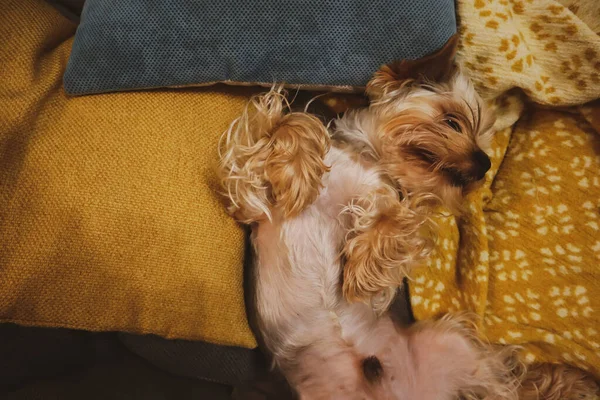 Happy relaxed little Yorkshire Terrier dog lying belly up on bed, sofa in modern interior. Doggie, hairy lapdog lies on yellow plaid, blue pillows top view. Cute pet at home. Male canine indoors.