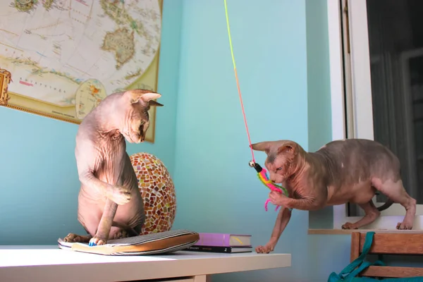 Two Funny Purebred Canadian Sphynx Breed Cats Playing Together Catching — 스톡 사진