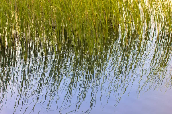Reflection of green grass, reeds on a surface of blue water. A ripple on a water of a lake, river, reservoir, marsh. Abstract natural background with vegetation, grass, plants. Tranquil nature scene.