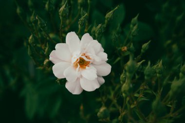 Yeşil yapraklardan ve kapalı tomurcuklardan oluşan bir arka planda çiçek açan beyaz gül goncası. Botanik bahçesinde çiçek açan bir çalı. Çiçek açan yaz, bahar bitkileri. İnanılmaz çiçek arkaplanı, duvar kağıdı.