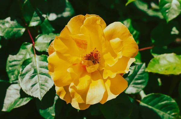 Жовтий Чай Розпускається Фоні Зеленого Листя Цвітіння Чагарника Ботанічному Садовому — стокове фото