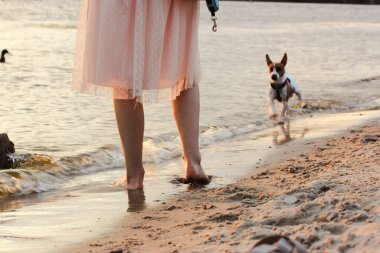 Female owner in pink dress with Jack Russell Terrier dog playing on a sandy sea river, ocean shore at sunset. Travel with canine animal. A faceless girl, young woman with a pet doggy walking outdoors.