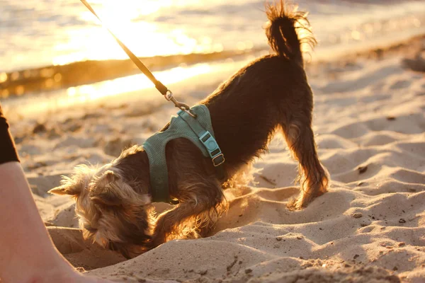 Piccolo Cane Felice Yorkshire Terrier Sta Scavando Una Buca Nella — Foto Stock