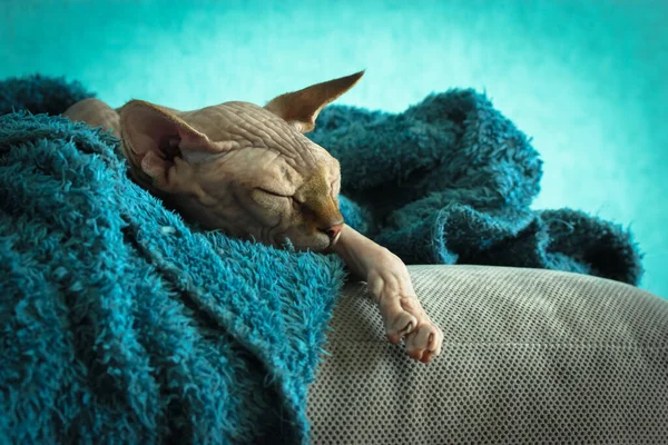 Niedliche Kahlgeschorene Kanadische Sphynx Katze Schläft Tiefschlaf Auf Einer Grauen — Stockfoto