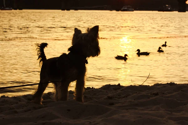 Simpatico Cucciolo Divertente Yorkshire Terrier Piedi Sulla Riva Del Fiume — Foto Stock