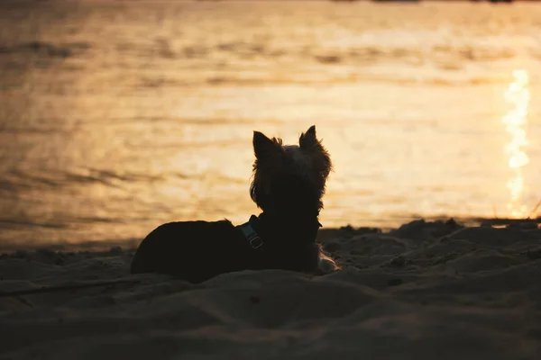 Cute Yorkshire Terrier Little Puppy Sitting River Bank Lake Sea — Fotografia de Stock