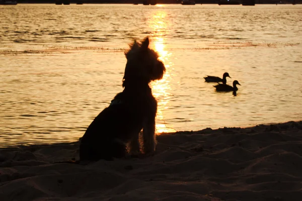 Simpatico Cucciolo Divertente Yorkshire Terrier Piedi Sulla Riva Del Fiume — Foto Stock