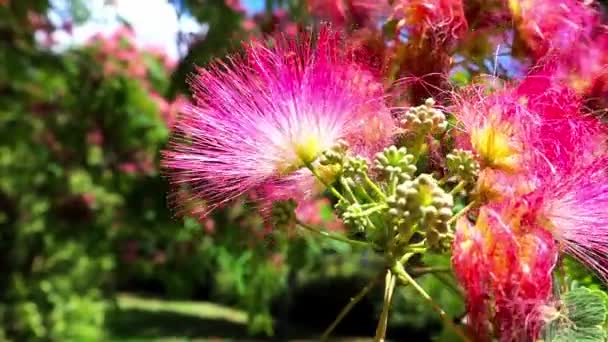 Een Bloeiende Boomtak Van Albizia Julibrissin Perzische Zijdeboom Familie Fabaceae — Stockvideo
