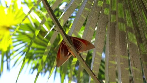 Egzotikus Pillangó Egy Faágon Háttal Pálmafalevelek Csapkodja Szárnyait Rovarok Trópusi — Stock videók