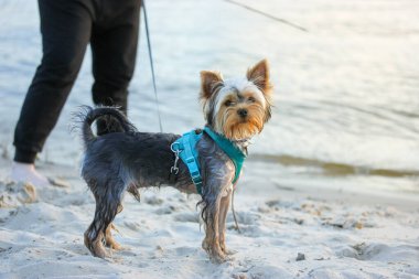 Kadın, Yorkshire Teriyeri 'nde denizde, okyanus kıyısında, nehir kıyısında tasmalı küçük bir köpek gezdiriyor. Sevilen köpek yavrusu, metresi birlikte mutlu yaz tatillerinde kumsalda yürüyüş komik köpek ağızlığı.