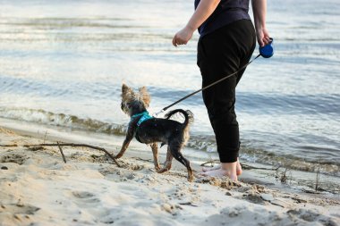Woman walks Yorkshire Terrier small dog on leash on sea, ocean shore, riverbank. A beloved doggy lapdog, mistress happy together walking outdoors on sandy beach on summer vacations Funny active canine