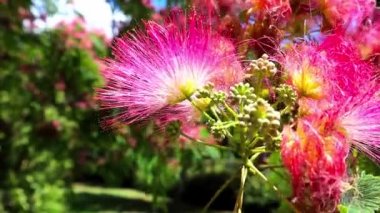 Albizia julibrissin 'in çiçek açan ağaç dalı, İran ipeği ağacı - Asya' ya özgü Fabaceae familyası. Çin akasyası pembe çiçek açan kabarık çiçekli makro fotoğraf bahar botanik bahçesi bahçesinde.