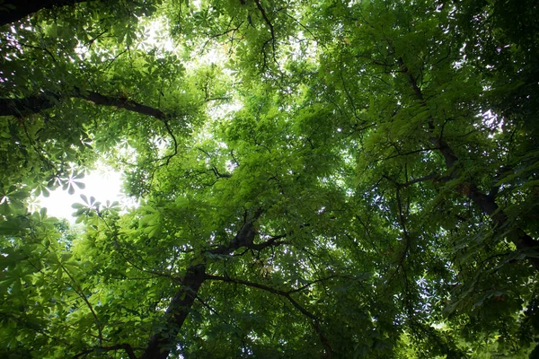 Tall Green Branchy Trees Lush Fresh Foliage View Crowns Branches — Stockfoto