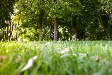 Kamu parkında taze çimenli yeşil çimenler, gündüzleri yaprak döken ağaçlı orman. Doğa, ilkbaharda ya da yazda manzara. Yer seviyesinden bak. Bahçe düzenleme, bahçe düzenleme. Bereketli bitki örtüsü.