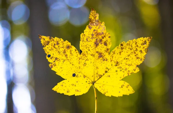One Bright Yellow Fallen Maple Spotted Leaf Natural Blurry Green — Zdjęcie stockowe