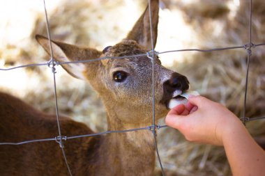Roe geyiği - capreolus - bir kafesin arkasında ağızlık, demir bir ağ. İnsan, hayvanat bahçesinde elinde lahana yaprağı olan boynuzsuz geyikleri besler. Dişi capreolus açık ağızla kapanır. Hayvanı şekerle beslemek. 