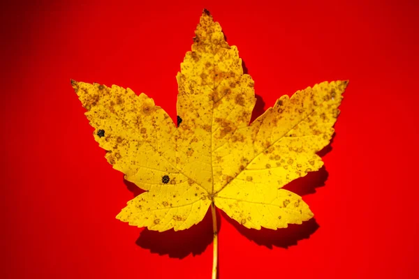 Single yellow fallen spotted maple leaf isolated on a red background with contrasted shadows. The change of seasons concept. Summer transitions into fall. Autumnal forest, wood, woods, nature reserve