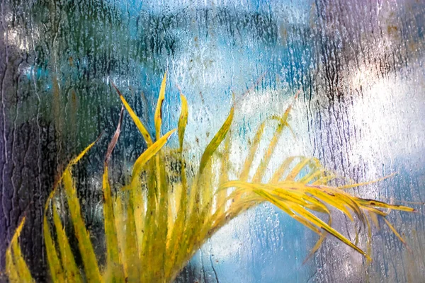 Palm Leaf Wet Glass Surface Many Drops Rain Tropical Subtropical — Stock Photo, Image