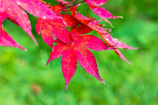 Red Japanese maple leaves on a tree branch against a background of bright green grass in a botanical garden, park in autumn. The change of seasons, the transition from summer to autumn. Photosynthesis