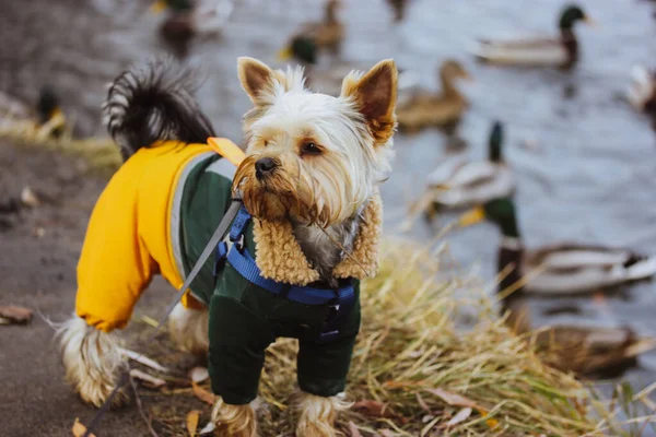 一只可爱的 有趣的湿约克郡畸形狗 穿着温暖的黄色防水连衣裙 与野鸭一起在湖畔散步 秋天里 春天里 在户外穿上温暖的衣服 小狗在散步 — 图库照片