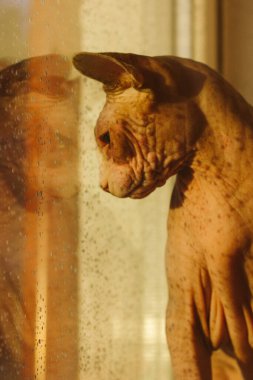 Penceredeki bir kedinin yansıması. Pencere pervazındaki Kanadalı Sphynx kedisi pencereden dışarı bakıyor. Sonbahar güneşli bir günde yağmur damlaları bir cam yüzeyinde yoğunlaşır. Çıplak bir kedi yavrusunun dikey portresi