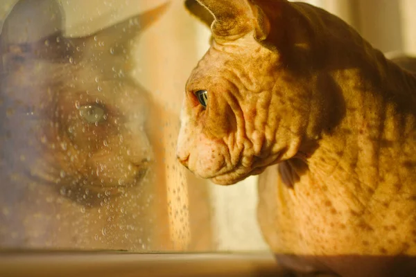 在温暖的阳光下 秃顶的加拿大斯宾克斯猫咬着嘴 坐在窗台上 看着窗外的雨天 家养的动物 用雨滴在玻璃杯上反射的狮身人面像 — 图库照片