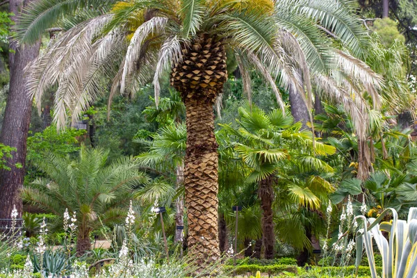 Palma Rośnie Ogrodzie Botanicznym Tropikalnym Dżungli Wiele Palm Innych Drzew — Zdjęcie stockowe