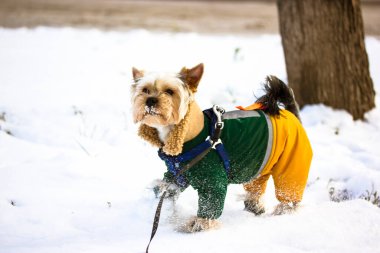 Şirin Yorkshire Teriyeri kış günü dışarıda poz veriyor. Soğuk karlı bir günde dışarıda yürüyen koruyucu ayakkabılı küçük bir köpek. Sıcak yeşil tulumlu bir köpek. Evcil köpek gezintiye çıkmış.