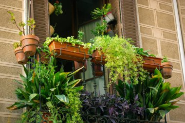 Çok sayıda yeşil saksı bitkisinin bulunduğu bir balkon penceresi. Taze çiçekler apartmanın dış cephesini, yazları ise apartman cephesini süslüyor. Ev bahçesi. Terasa saksı dikiyorum..