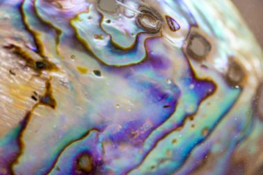 Haliotis iris, paua blackfoot. Mor mavi yanardöner deniz kulağı deniz kabuğunun çok soyut arkaplan dokusu makro çekime yakın. Parlak gökkuşağı rengi İncilerin anası Deniz kabuğu.