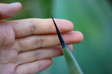 Agave fernandi regis 'in dikenli dikenli dikenleri yeşil doğal arka planda bir kadının elindeydi. Meksika 'da lezzetli, kaktüs gibi tehlikeli çöl bitkileri yetişir. Agave çiftliği. Tekila yaprakları