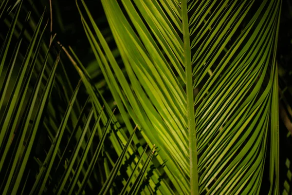 Green Palm Tree Leaves Coconut Leaf Black Background Exotic Foliage — Fotografia de Stock